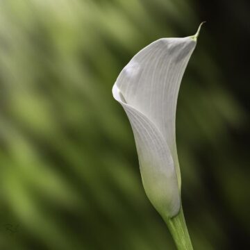 Image copyright Ruth Jones