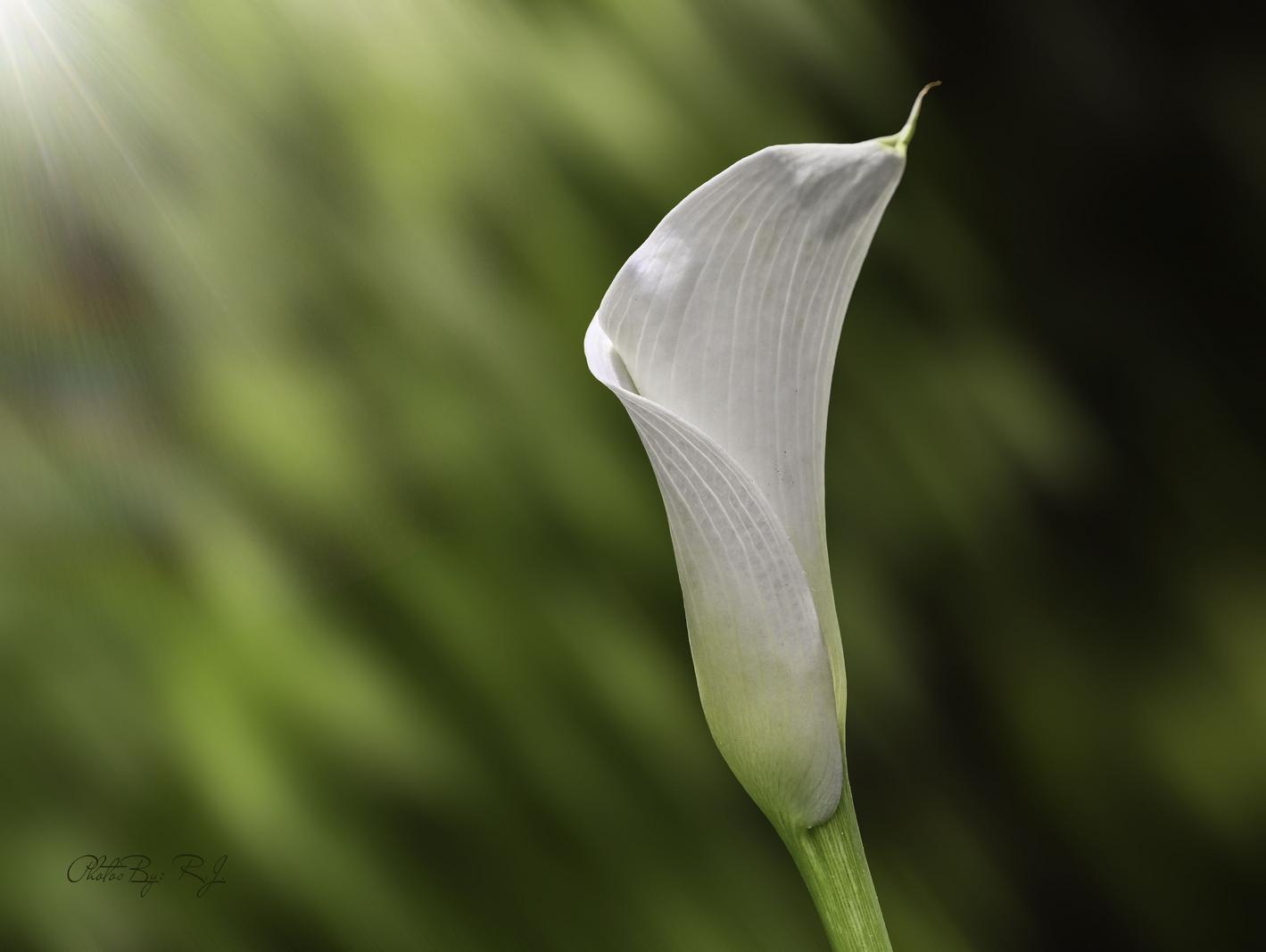 Image copyright Ruth Jones