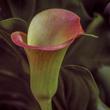 Image copyright Gordon Backman
