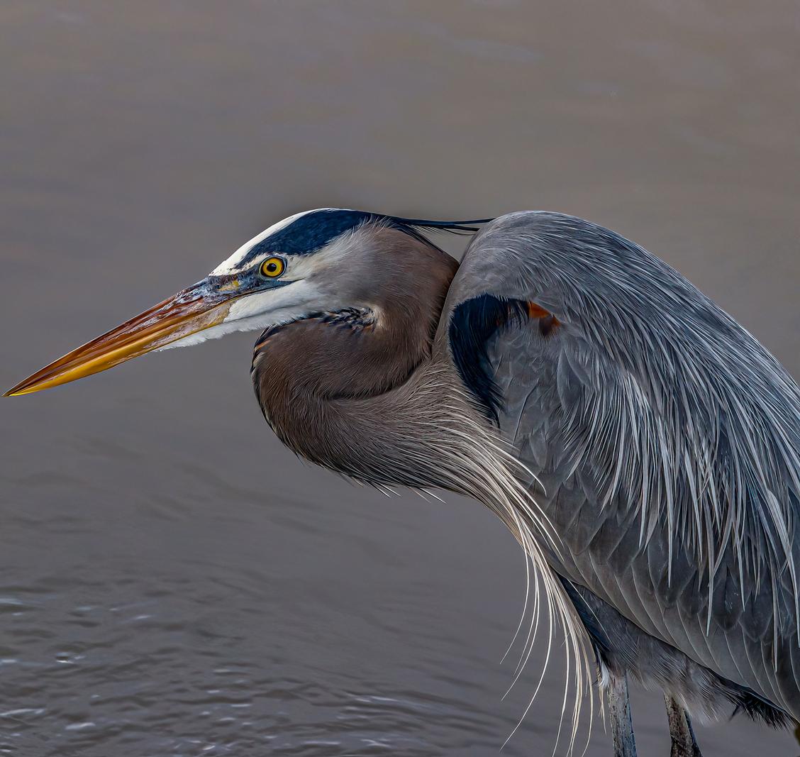 Image copyright Gordon Backman