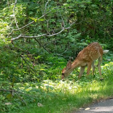 Image copyright Sharon Scharich