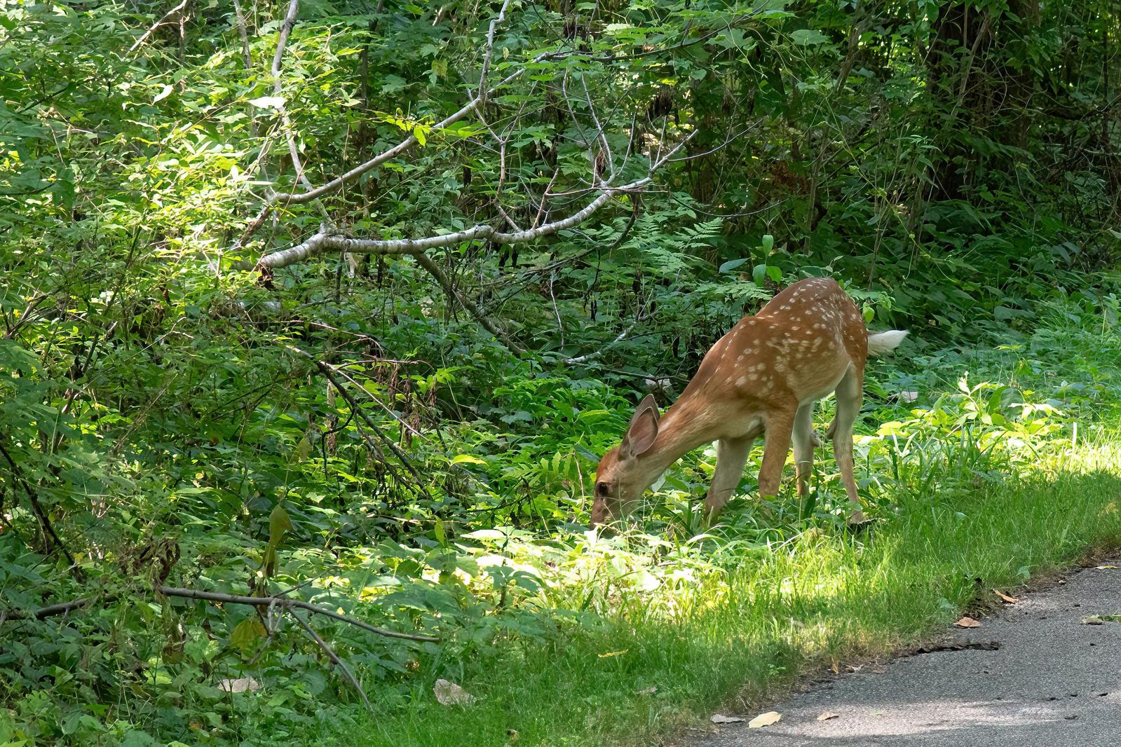 Image copyright Sharon Scharich