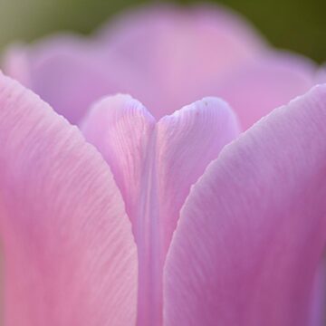 Image copyright Ivelina Ivanova