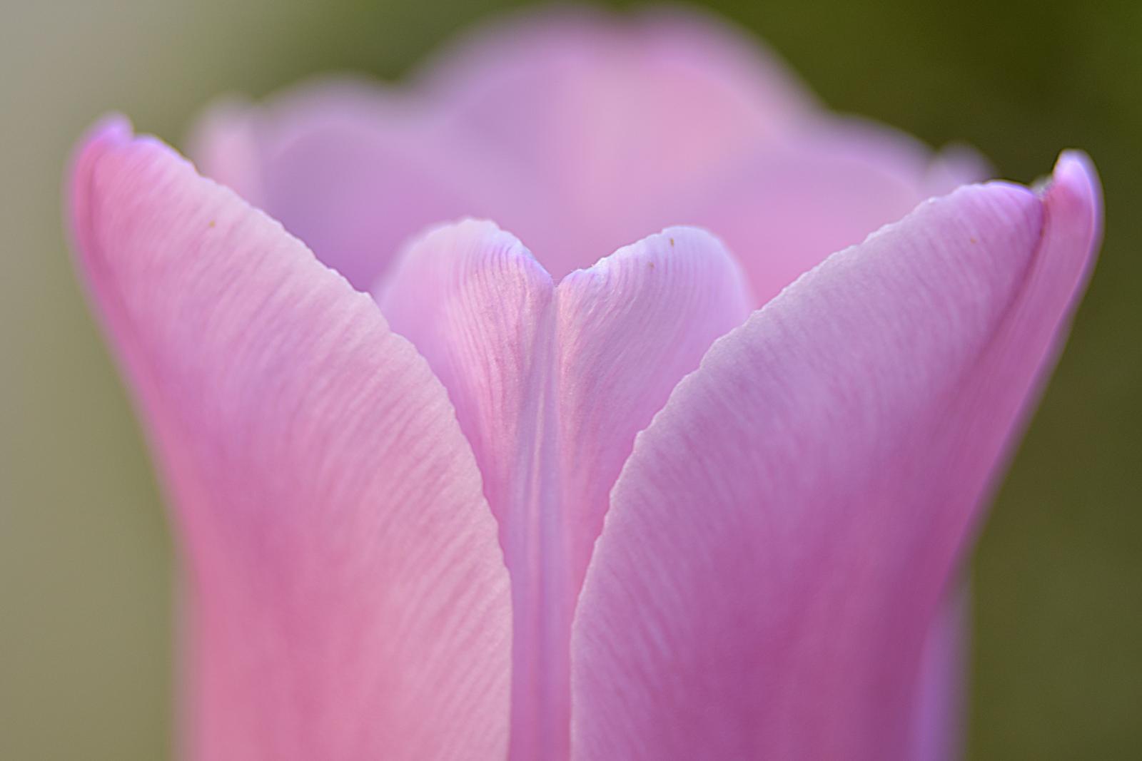 Image copyright Ivelina Ivanova