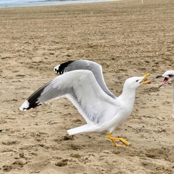 Image copyright Hind Hind