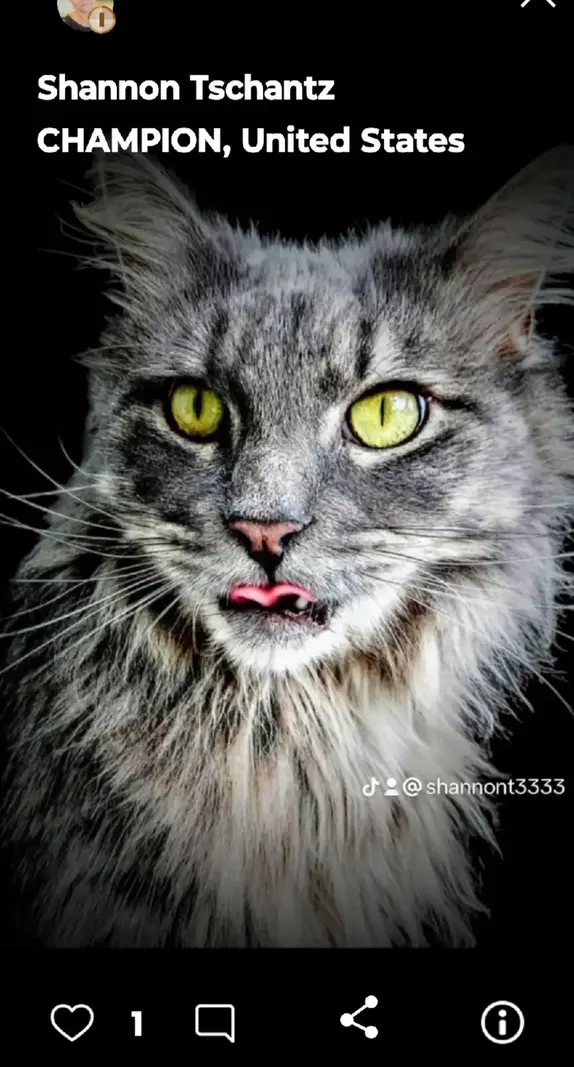 Image copyright Shannon Tschantz