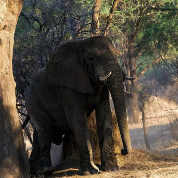 Image copyright Stephen Jones