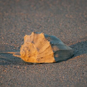 Image copyright Gordon Backman