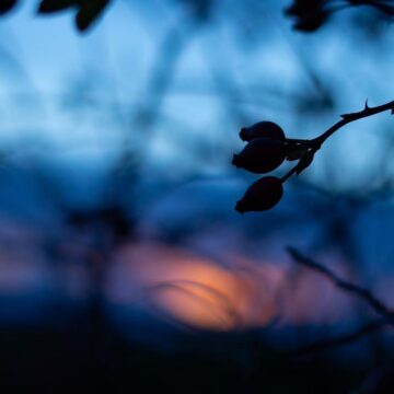 Image copyright Alan