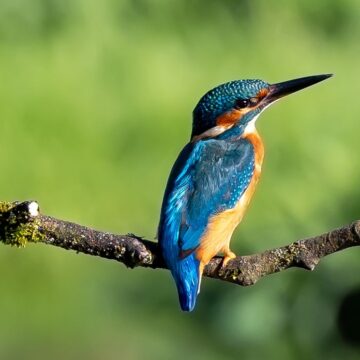 Image copyright Gerard