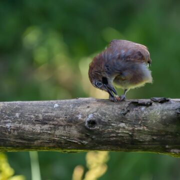 Image copyright Gerard Halpin
