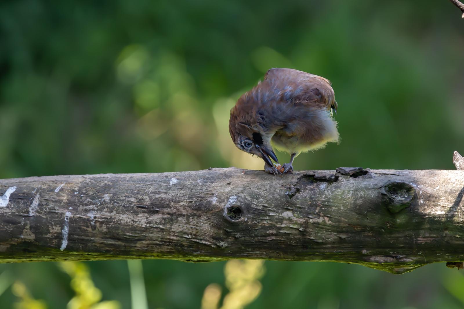 Image copyright Gerard Halpin