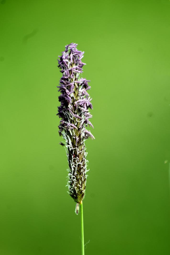 Image copyright László