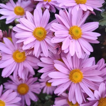 Image copyright Lilyana
