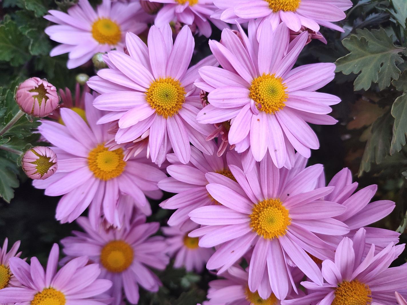 Image copyright Lilyana
