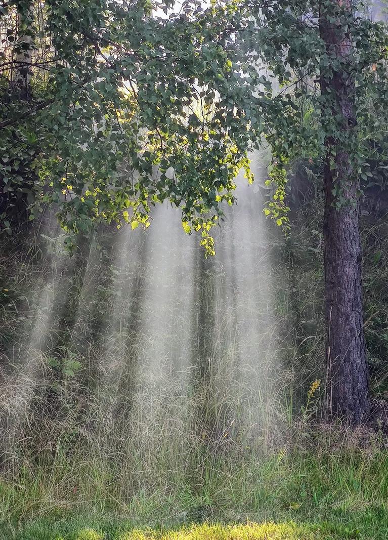 Image copyright Maria Silenius