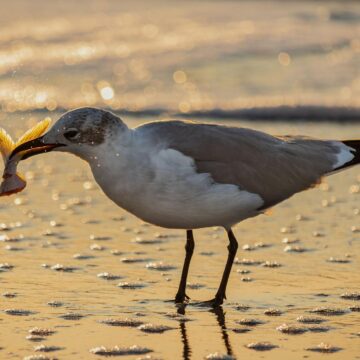Image copyright Gordon Backman