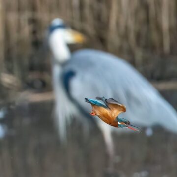 Image copyright Lyn