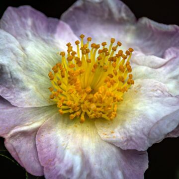 Image copyright Gordon Backman