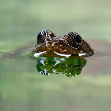 Image copyright Steven