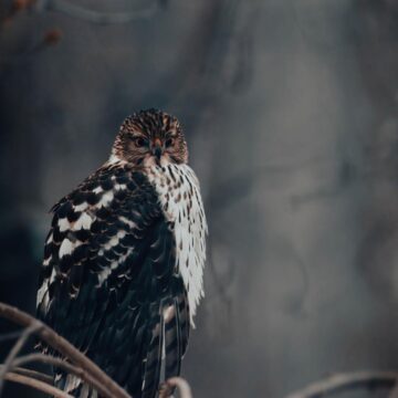 Image copyright Sharon Scharich