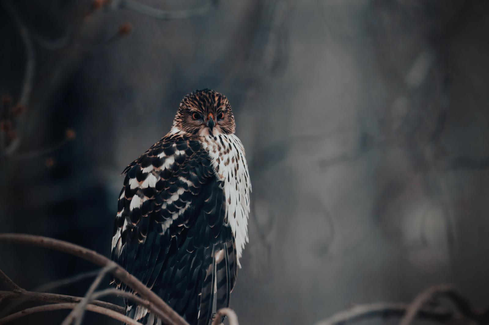Image copyright Sharon Scharich