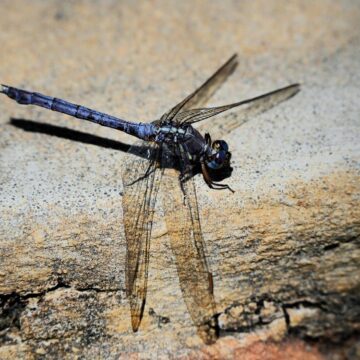 Image copyright PAT ALLUM