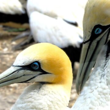 Image copyright PAT ALLUM