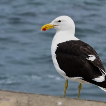 Image copyright PAT ALLUM