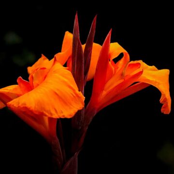 Image copyright Donald Williams