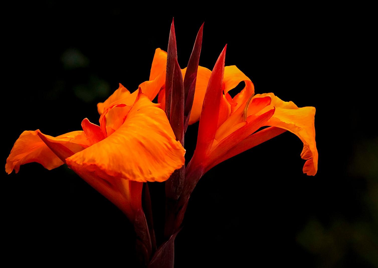 Image copyright Donald Williams