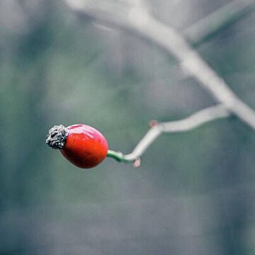 Image copyright Ingela