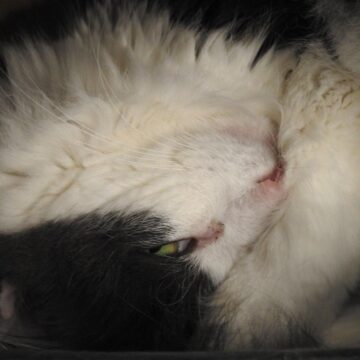 Image copyright Cat