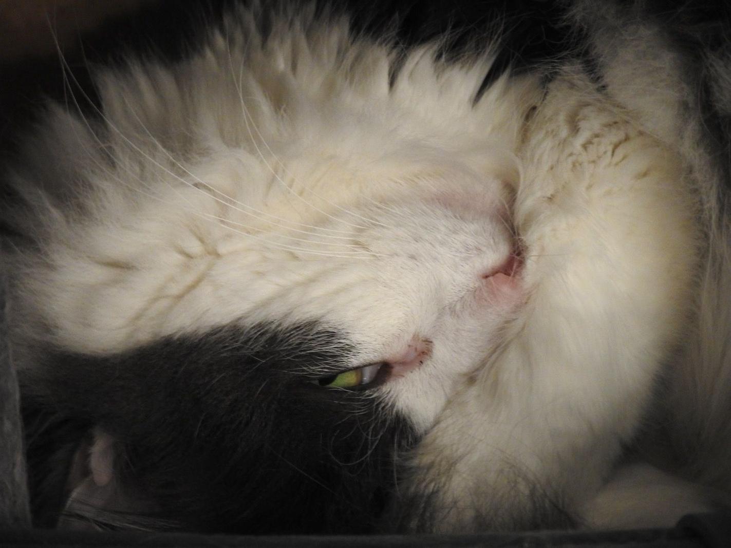 Image copyright Cat