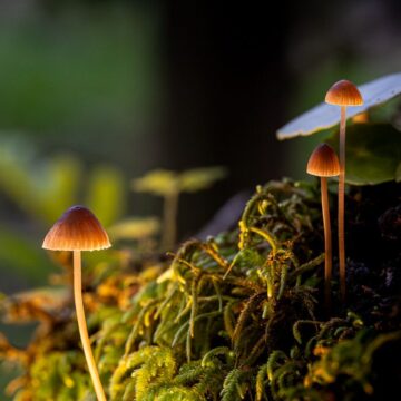 Image copyright João