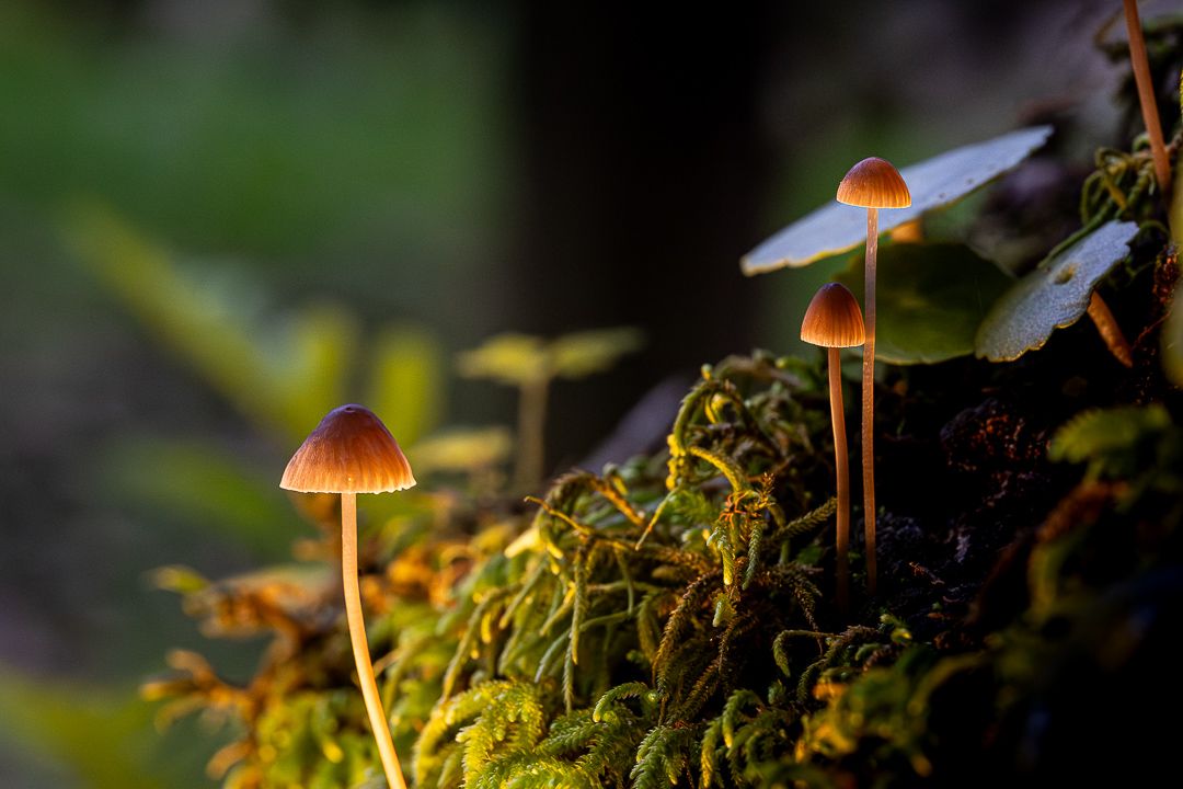 Image copyright João