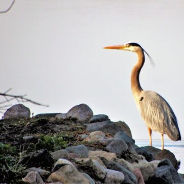Image copyright Douglas Hartford