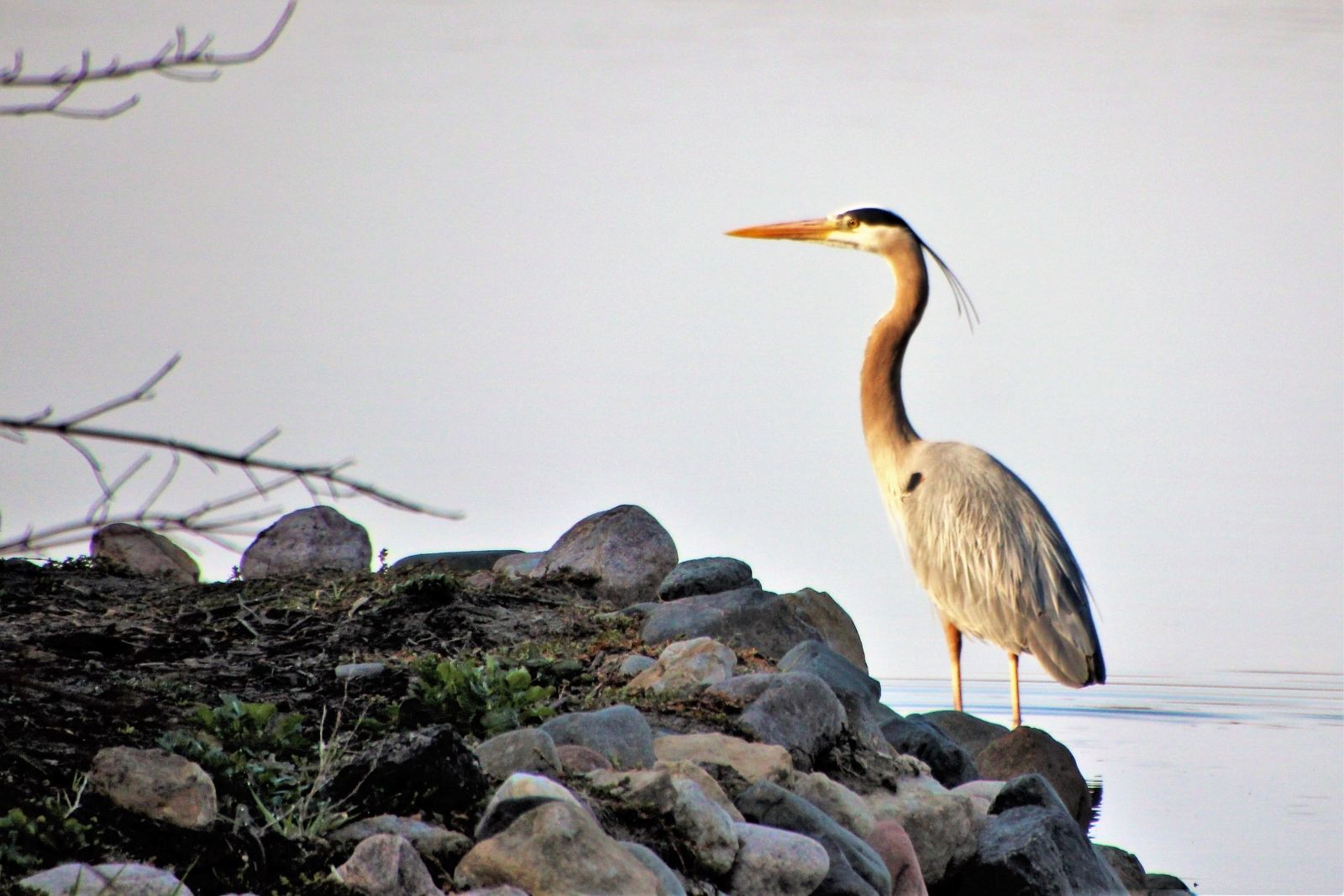 Image copyright Douglas Hartford