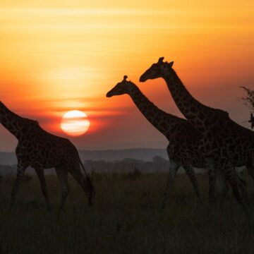 Image copyright Susan