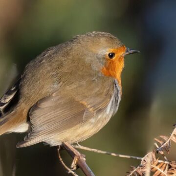 Image copyright Alan