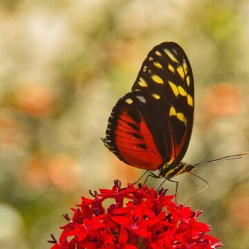 Image copyright Richard Kuykendall