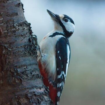 Image copyright Ingel Vossmann