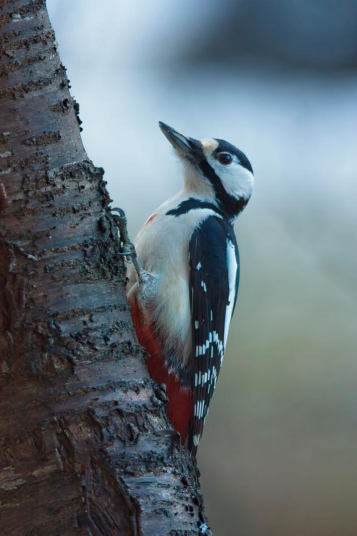 Image copyright Ingel Vossmann