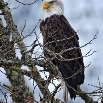 Image copyright Eric Sorenson