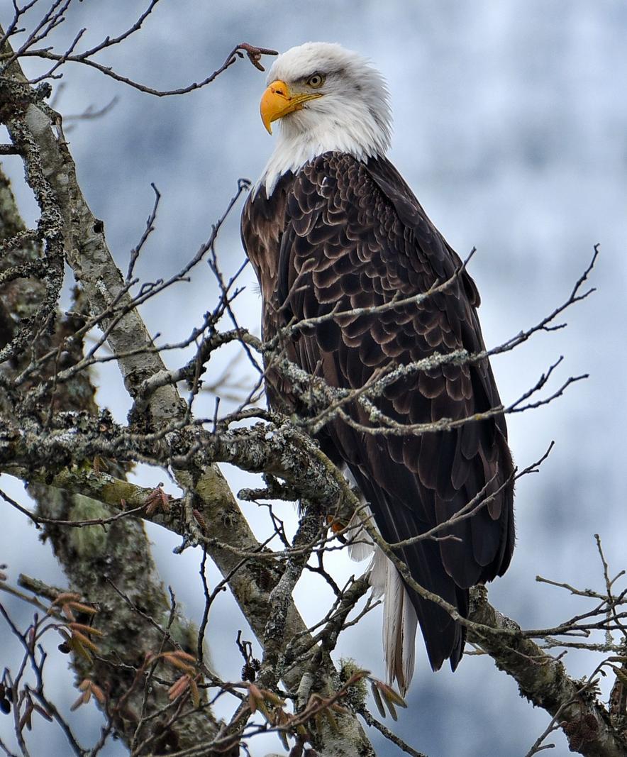 Image copyright Eric Sorenson