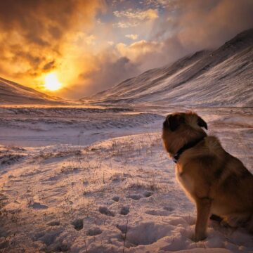 Image copyright Hjalti Reynisson