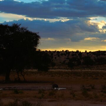 Image copyright PAT ALLUM