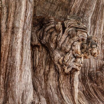 Image copyright Susan Marks