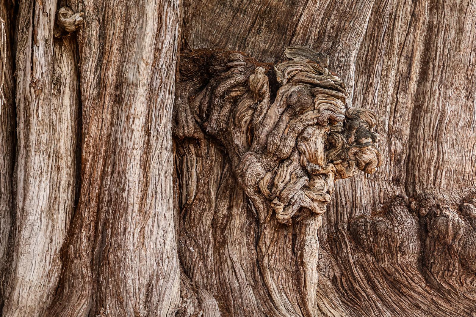 Image copyright Susan Marks