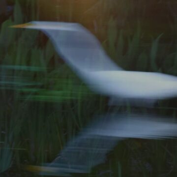Image copyright David